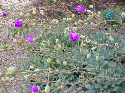 Calandrinia spectabilis