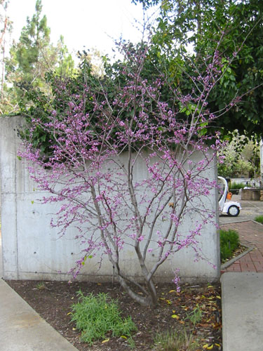 Cercis occidentalis