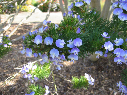 Psoralea pinnata