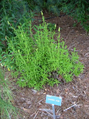 Lavadula viridis